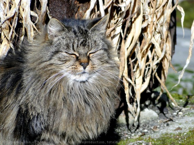 Photo de Chat domestique