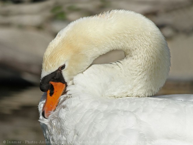 Photo de Cygne