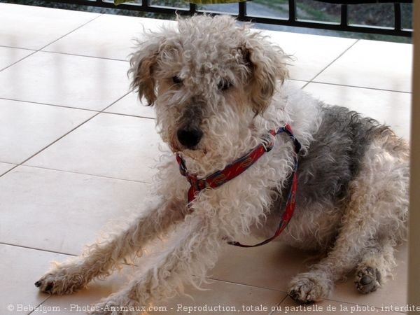 Photo de Fox terrier  poil dur