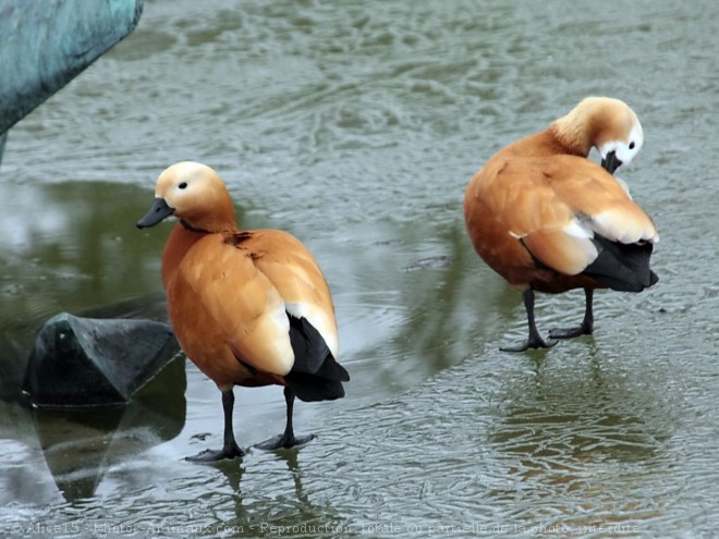 Photo de Canard tadorne casarca