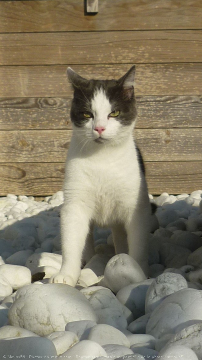 Photo de Chat domestique