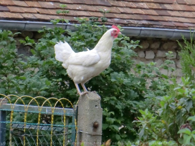 Photo de Poule