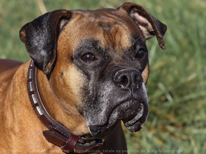 Photo de Boxer