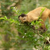 Photo de Singe - capucin