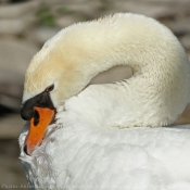 Photo de Cygne