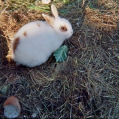 Photo de Lapin