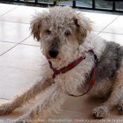 Photo de Fox terrier  poil dur