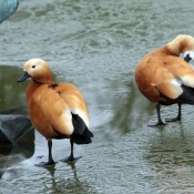 Photo de Canard tadorne casarca