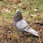 Photo de Pigeon