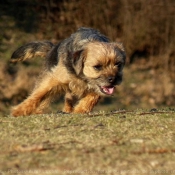 Photo de Border terrier