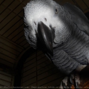 Photo de Perroquet - gris du gabon