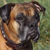 Photo de Boxer