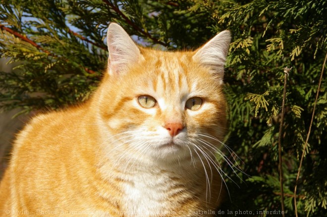 Photo de Chat domestique