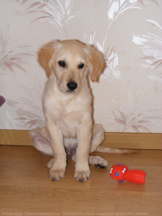 Photo de Golden retriever