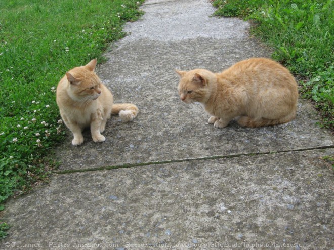 Photo de Chat domestique