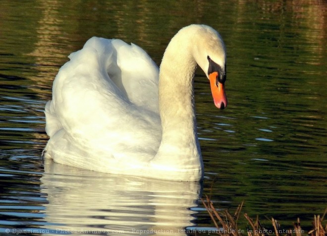 Photo de Cygne