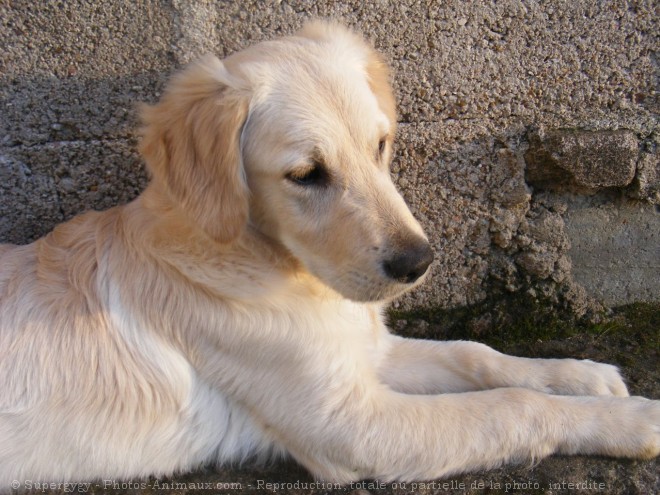 Photo de Golden retriever