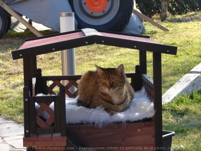 Photo de Chat domestique