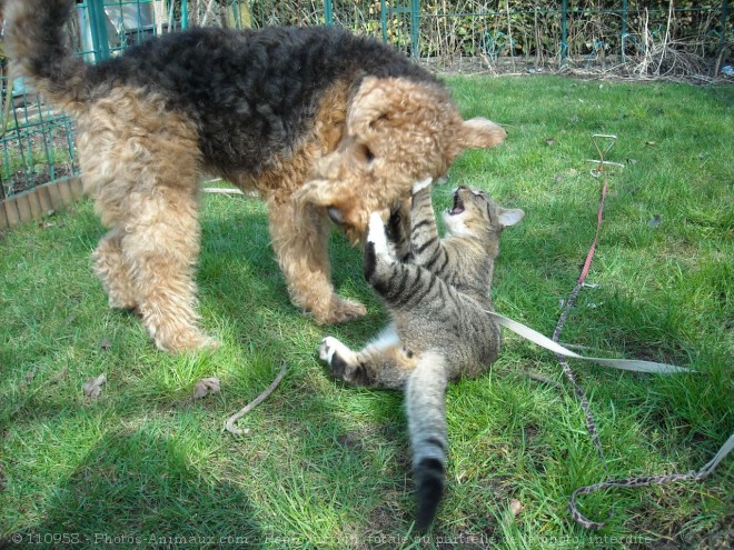 Photo de Races diffrentes