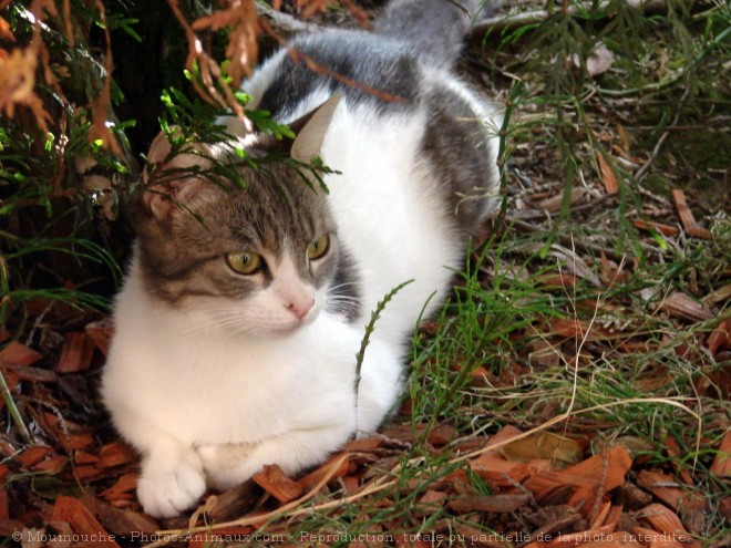 Photo de Chat domestique