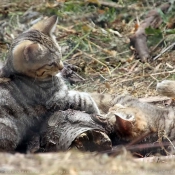 Photo de Chat sylvestre