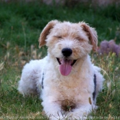 Photo de Fox terrier  poil dur