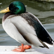 Photo de Canard colvert