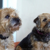 Photo de Border terrier