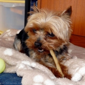 Photo de Yorkshire terrier