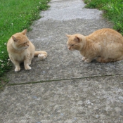 Photo de Chat domestique