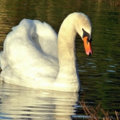 Photo de Cygne