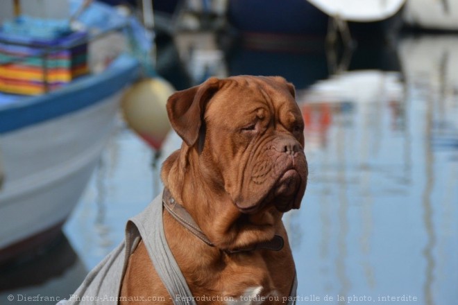 Photo de Mastiff