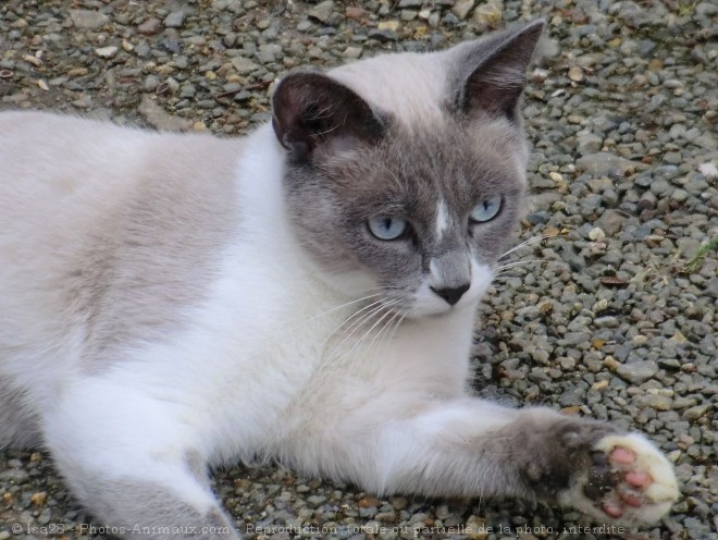 Photo de Chat domestique