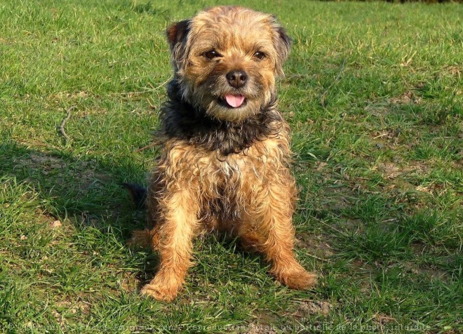 Photo de Border terrier