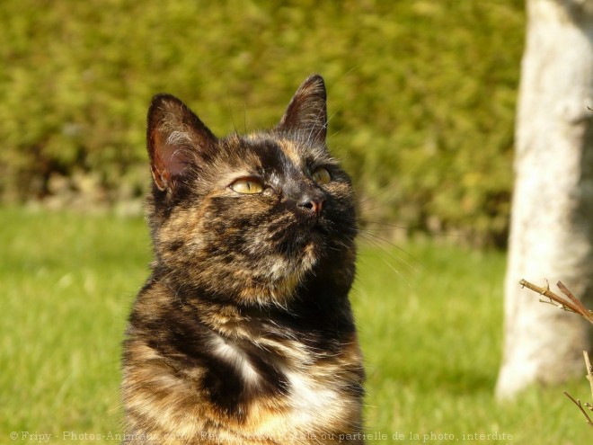 Photo de Chat domestique