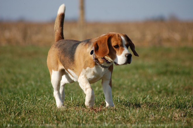 Photo de Beagle