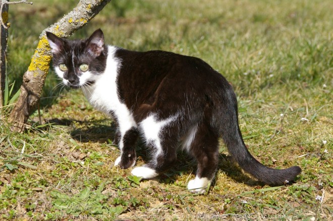 Photo de Chat domestique