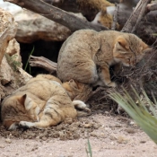 Photo de Chat des sables