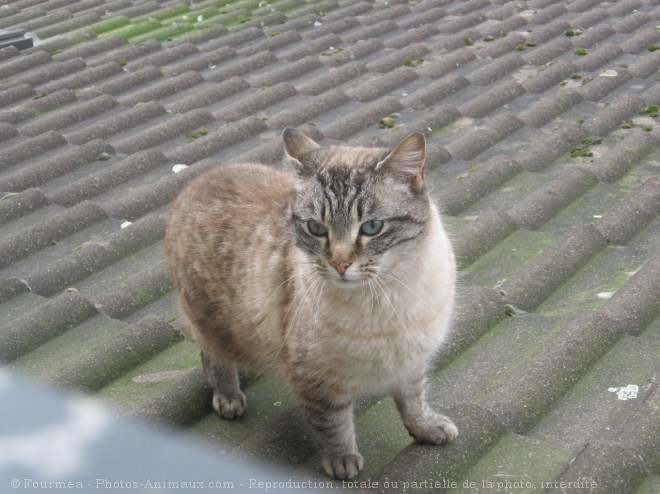 Photo de Chat domestique