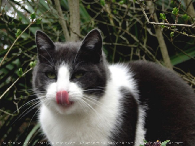 Photo de Chat domestique