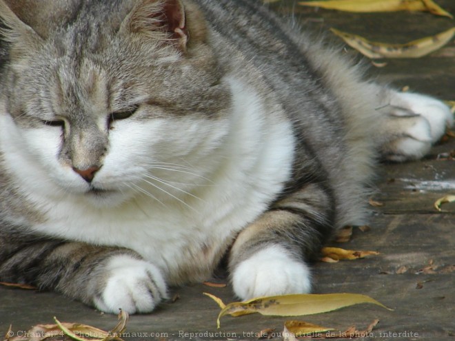 Photo de Chat domestique