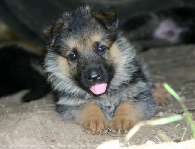 Photo de Berger allemand  poil court