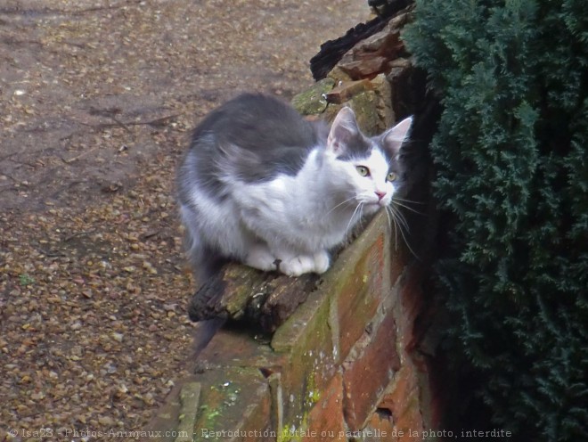 Photo de Chat domestique