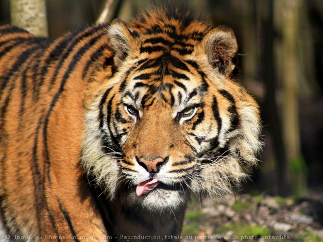 Photo de Tigre