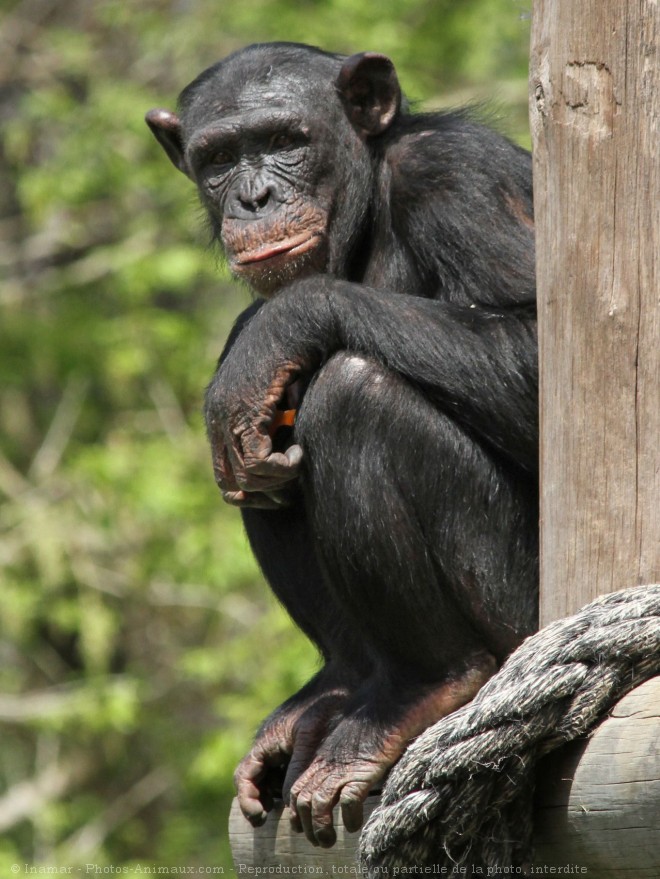 Photo de Singe - chimpanz