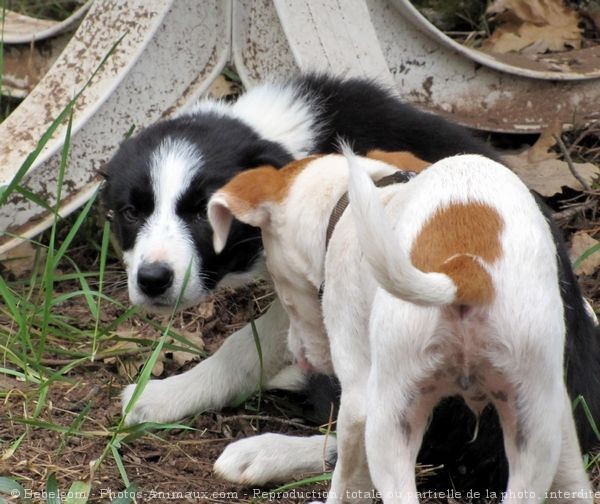 Photo de Parson russell terrier