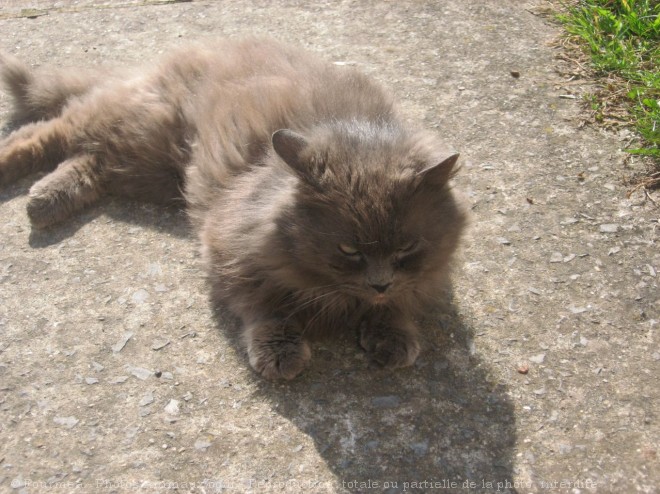 Photo de Chat domestique