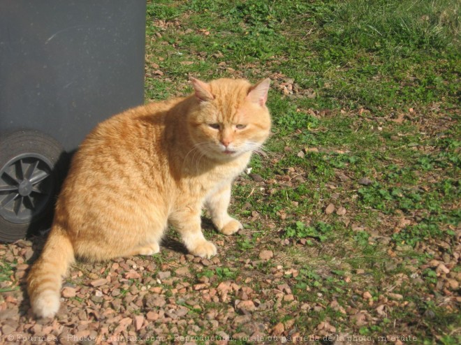 Photo de Chat domestique