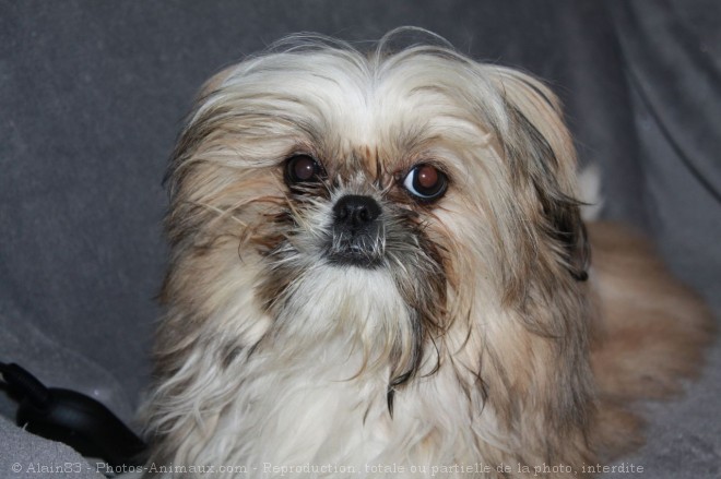 Photo de Shih tzu