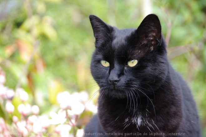 Photo de Chat domestique